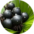 Saw Palmetto